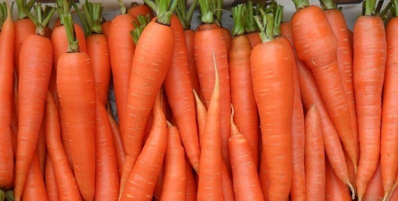 Морковь сорт шантеклер