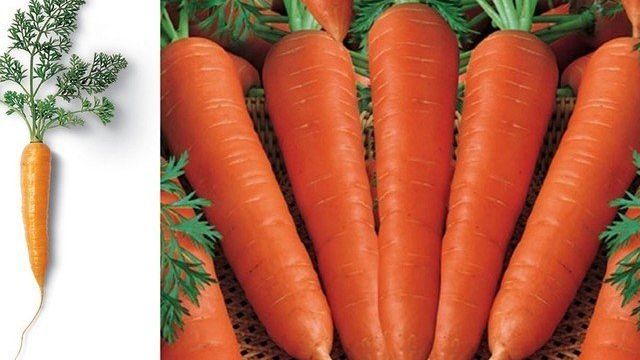 Выращивание моркови: посадка и уход в открытом грунте