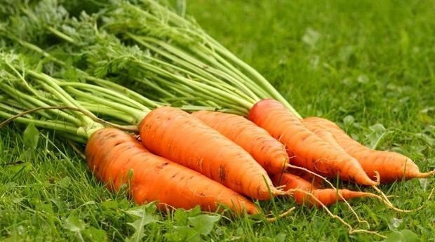 Богатый урожай моркови