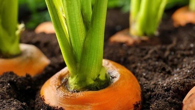 Все о выращивании моркови в открытом грунте и теплицах для получения хорошего урожая