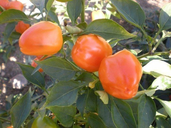 Хабанеро острый перец оранж