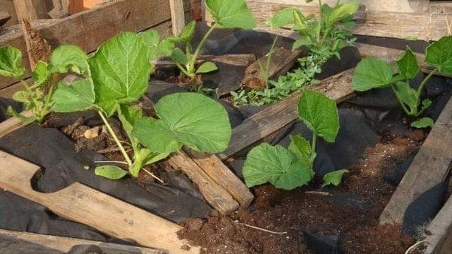 Как посадить тыкву на компостной куче, особенности посадки