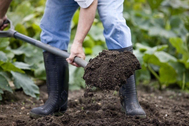 Подготовка почвы для газона