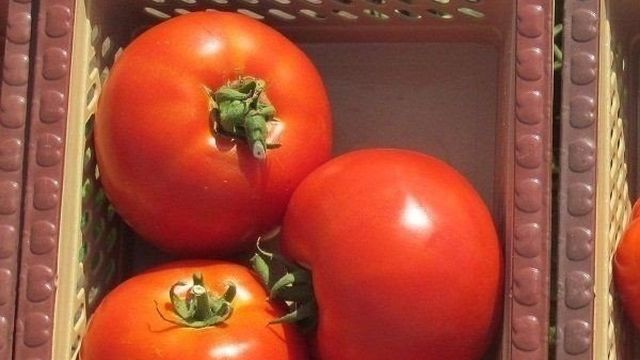 Томат «дебют» F1: описание и характеристики сорта, рекомендации по выращиванию хорошего урожая помидор