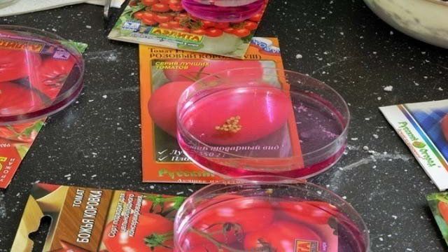 Подготовка семян томатов к посеву на рассаду в домашних условиях
