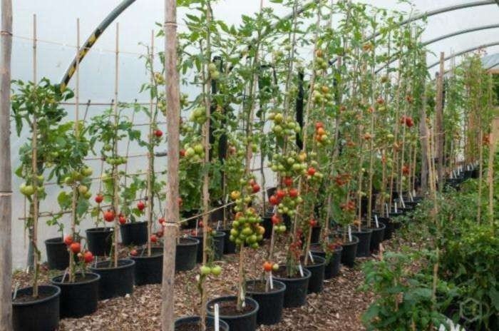 Монти дон на загородном выращивание помидоров
