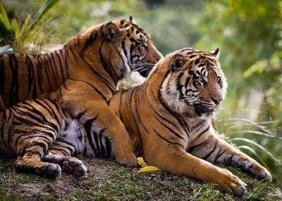Суматранский тигр и амурский тигр