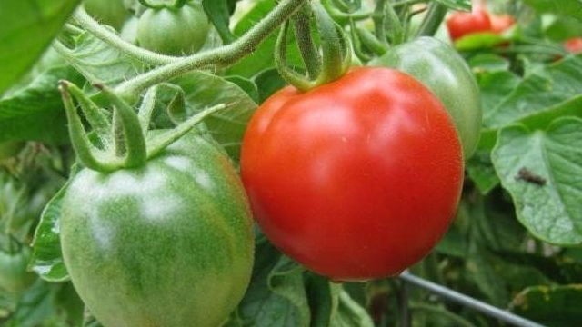 Великолепный томат «Сенсей» — описание сорта, характеристика и фото