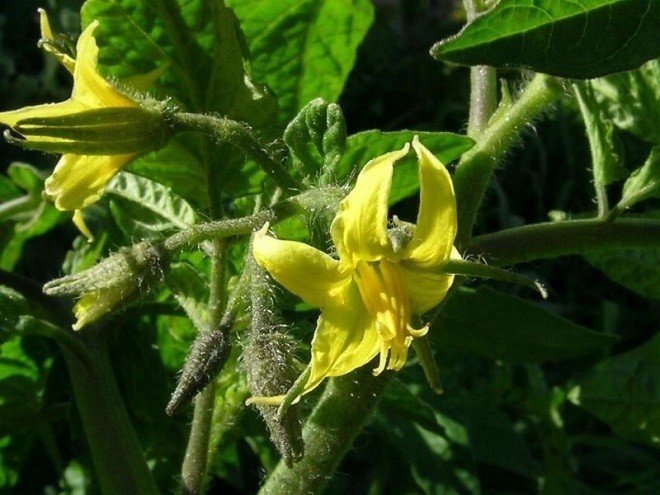 Опыленный цветок помидора