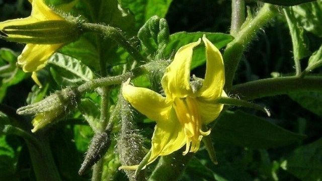 Выращивание и уход за помидорами «Дубок»
