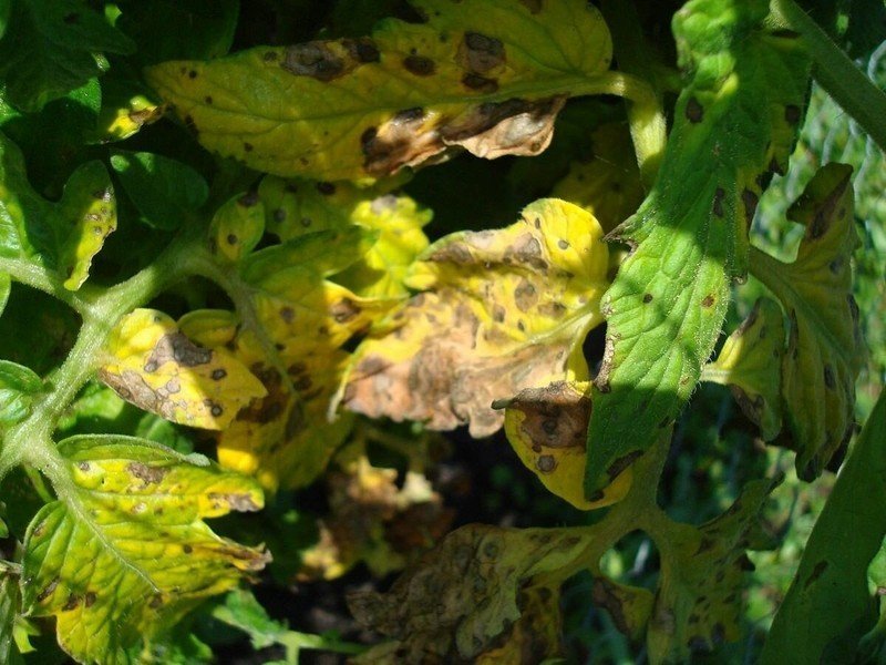 Жёлтые пятна на листьях помидор