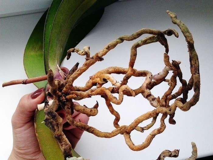 Орхидея фаленопсис гнилые корни