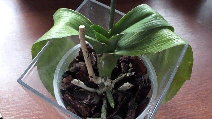 Орхидея фаленопсис листья вялые