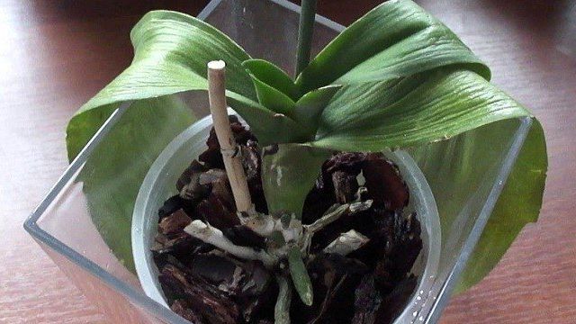 Что делать у орхидеи листья мягкие и вялые