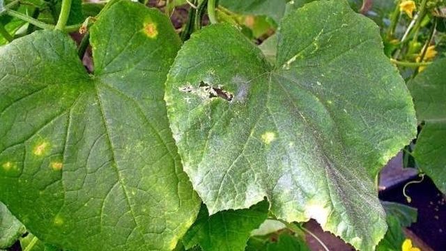 Симптомы и 4 метода борьбы с корневой гнилью огурцов в теплице Двор и сад