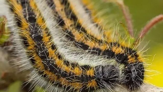 Бабочки капустницы на малине: как бороться народными и химическими средствами