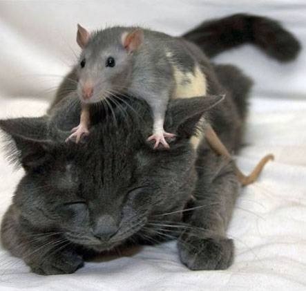 Кот и крыса дружба