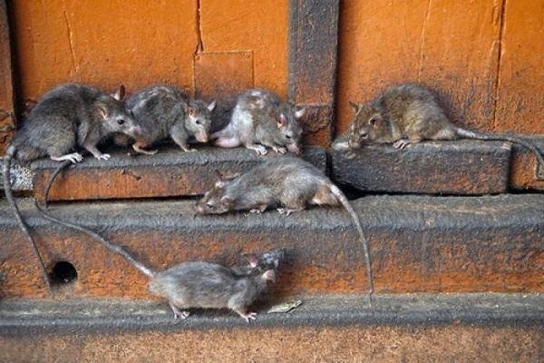 Крыса в доме