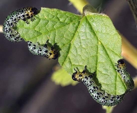 Green caterpillar гусеница бабочки