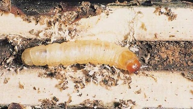 Жук короед личинка гусеница