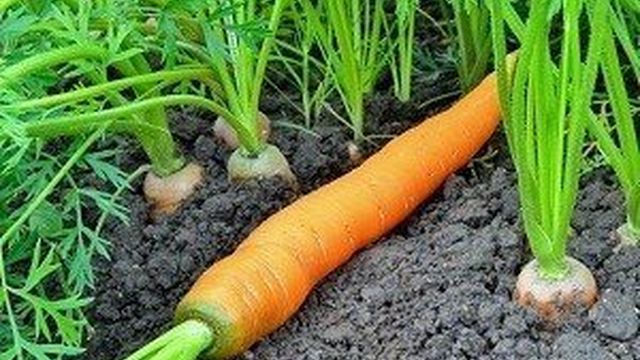 Вредитель, уничтожающих урожай сочных корнеплодов — морковная муха: как с ней бороться при помощи народных средств, химикатов и агротехнических мероприятий