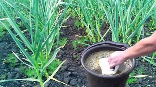 Чем подкормить чеснок весной, посаженный под зиму, чтобы не желтел и был крупный, удобрения, народные средства, отзывы