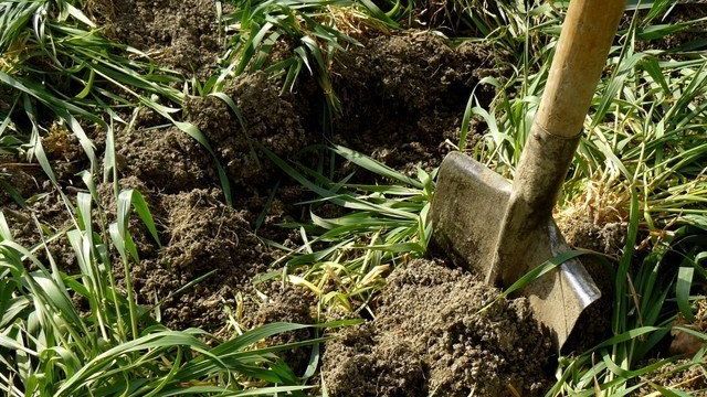 Как правильно использовать сидераты на садовом участке для улучшения плодородия почвы