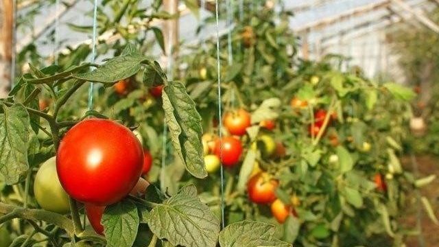 Как часто поливать помидоры в теплице из поликарбоната и других материалов