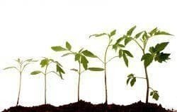 Фазы роста и развития растений
