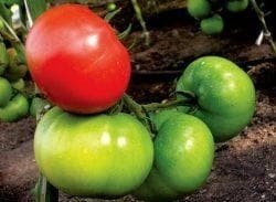 Ускоритель созревания томатов