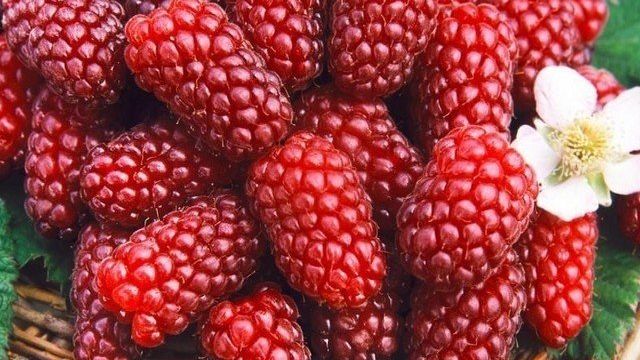 Сорт Тайберри: всё о необычной и вкуснейшей ягоде-ежемалине
