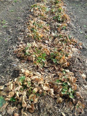 Кусты клубники после зимы
