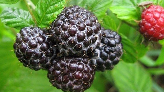 Черная малина – особенности выращивания и ухода