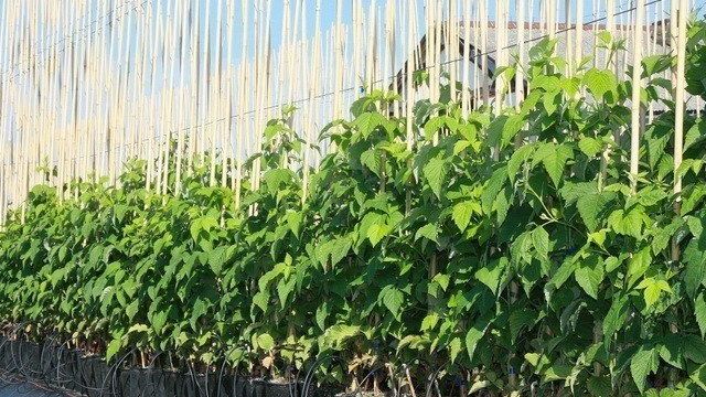 Выращивание малины: ремонтантной, обычной, технология разведения, урожайность, агротехника для теплицы, видео
