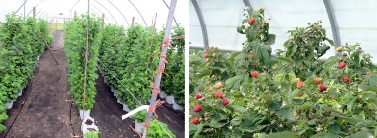 Тепличное хозяйство ягодки