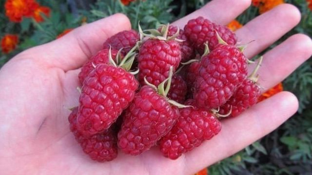 Уход и размножение обычной и ремонтантной малины, особенности выращивания популярной ягоды