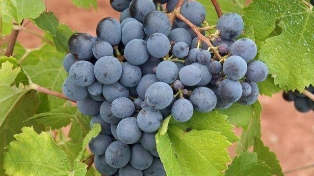 5 сортов черного винограда — полезные свойства и калорийность