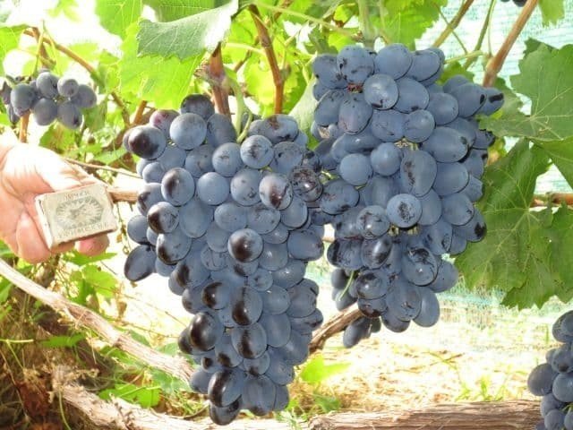 Сорта винограда на кубани