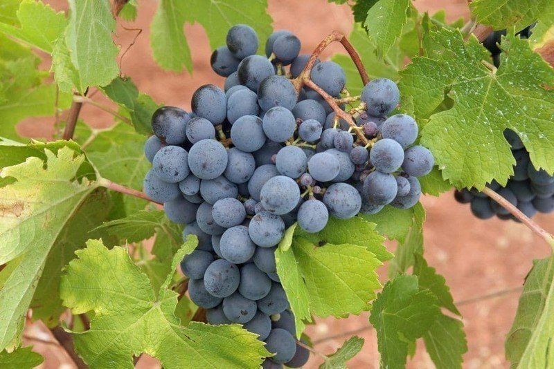 Тёмный сорт винограда винный сорт
