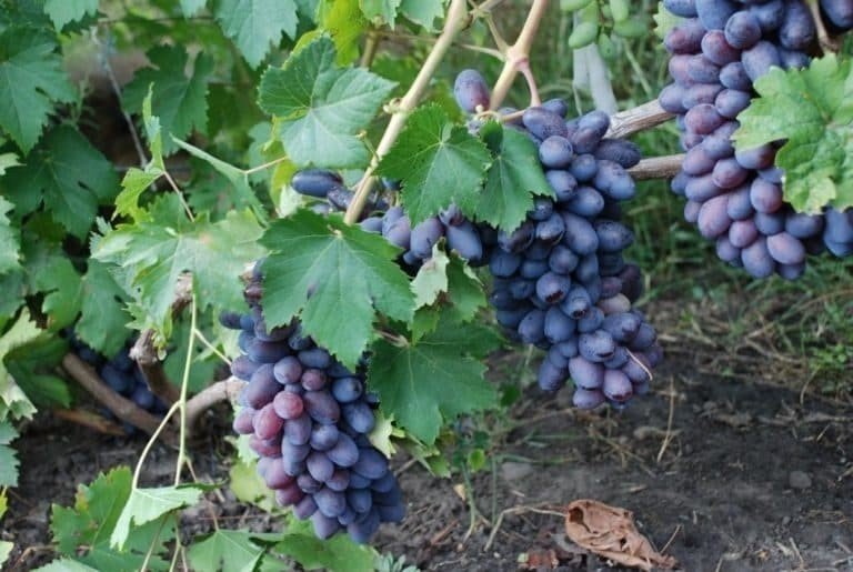 Виноград плодовый байконур