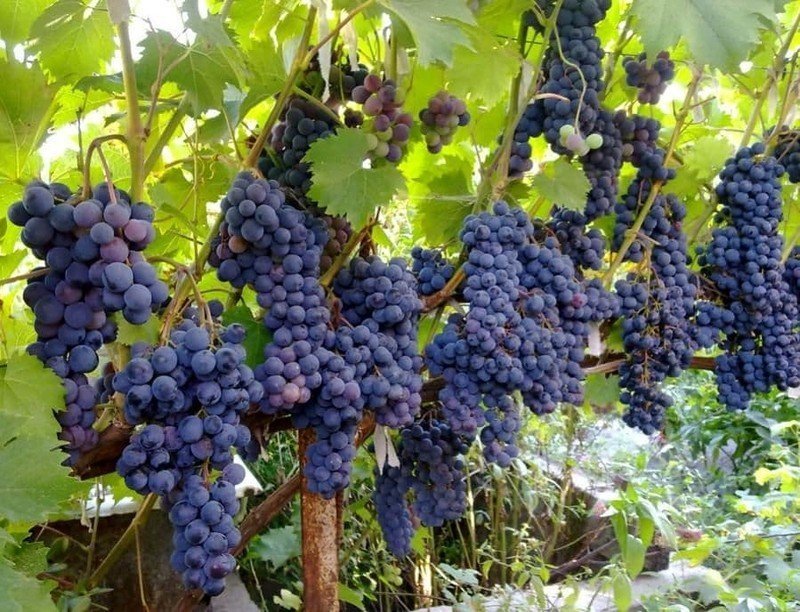 Виноград плодовый ливадийский