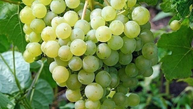 Химрод — сорт бессемянного винограда