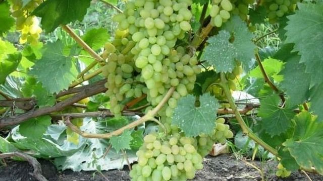 Особенности сорта винограда «Феномен»