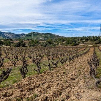 Кипр виноградники
