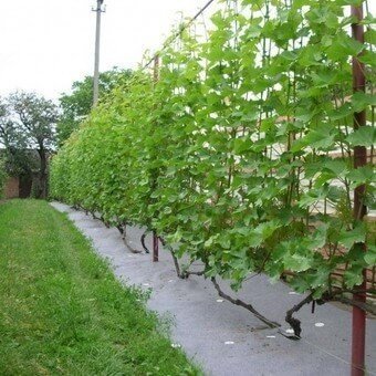 Шпалера для винограда своими руками на даче