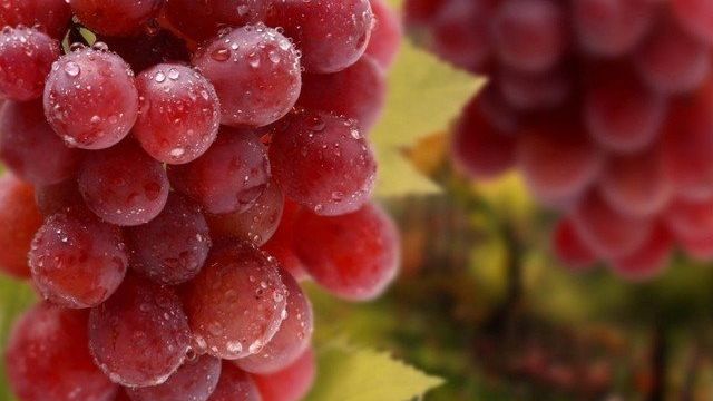 Укрытие винограда осенью видео для начинающих
