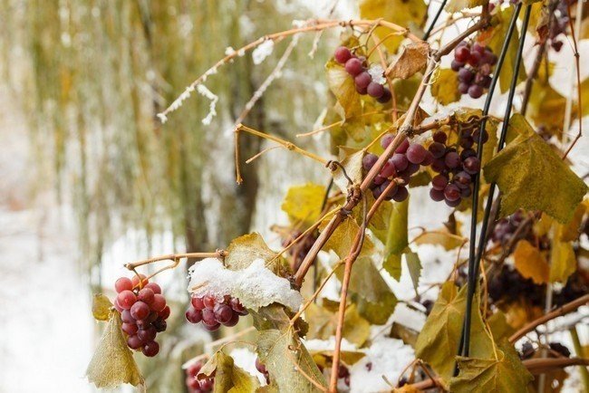 Виноград под снегом