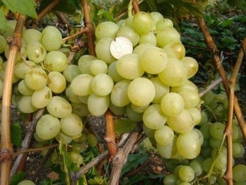 Сорт винограда кишмиш арсеньевский