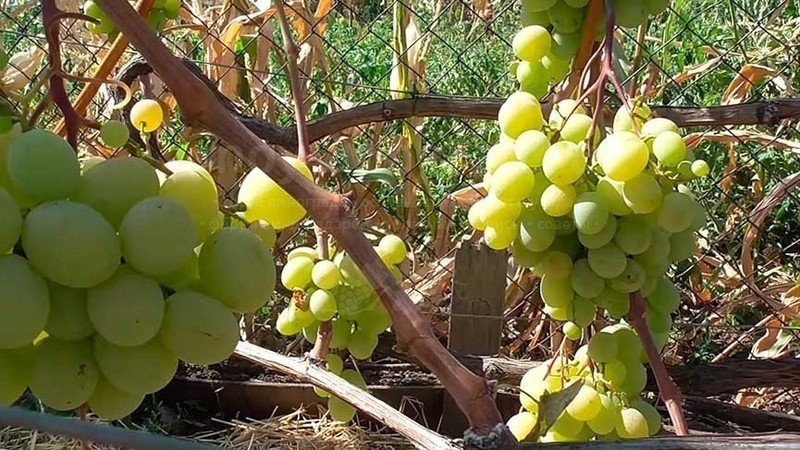Сорт винограда валек