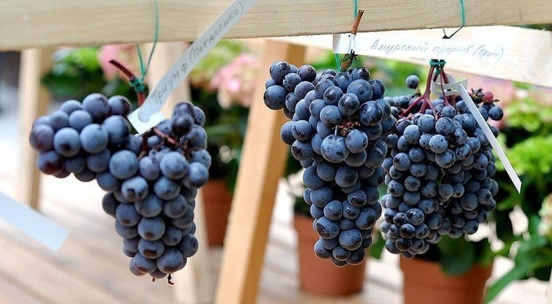 Сорт винограда мариновский